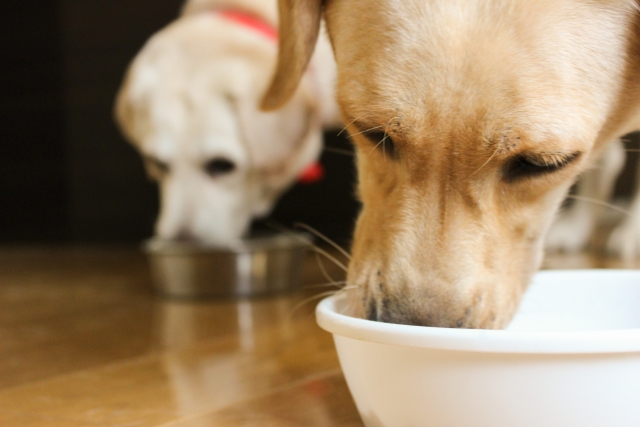 療法食で愛犬のアレルギー症状を緩和しよう！食物アレルギー用の療法食の効果と種類について