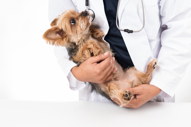 犬のアトピー治療薬「ロキベトマブ」とは？抗体医薬の特徴とメリット、治療費についてまとめてみた