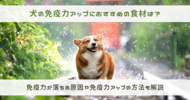 犬の免疫力アップにおすすめの食材は 免疫力が落ちる原因やアップ方法も解説 わんこのアレルギーネット